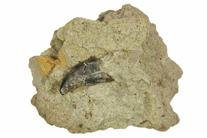 Juvenile Tyrannosaur Tooth in Situ - Wyoming #379735
